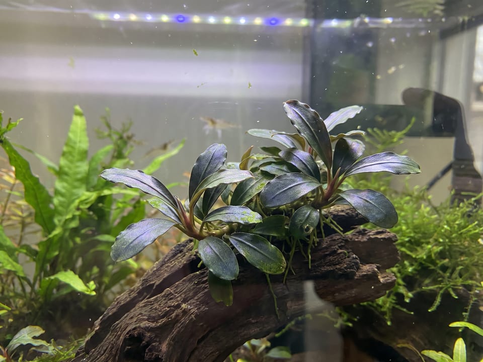 Bucephalandra 'Black Pearl' | TankNana Bucephalandra 'Black Pearl' | TankNana